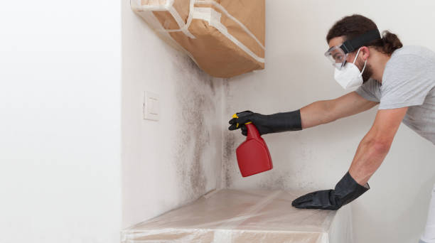 Professional Basement Mold Removal technician working in Hendersonville, TN